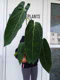 Anthurium Warocqueanum Hybrid