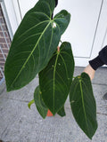 Anthurium Warocqueanum Hybrid