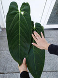 Anthurium Warocqueanum Hybrid