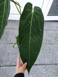 Anthurium Warocqueanum Hybrid