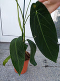 Anthurium Warocqueanum Hybrid