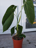 Anthurium Warocqueanum Hybrid