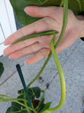 Anthurium Warocqueanum Hybrid