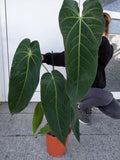 Anthurium Warocqueanum Hybrid