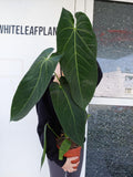 Anthurium Warocqueanum Hybrid