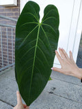 Anthurium Warocqueanum Hybrid