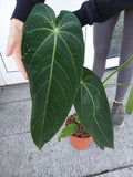 Anthurium Warocqueanum Hybrid