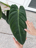 Philodendron Melanochrysum groß