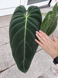 Philodendron Melanochrysum groß