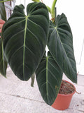 Philodendron Melanochrysum groß