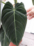 Philodendron Melanochrysum groß