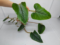 Philodendron Serpens