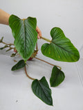 Philodendron Serpens