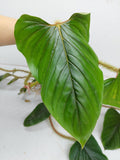 Philodendron Serpens