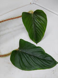 Philodendron Serpens