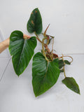 Philodendron Serpens