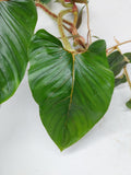 Philodendron Serpens