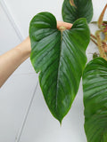 Philodendron Serpens