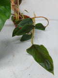 Philodendron Serpens