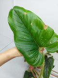 Philodendron Serpens