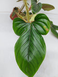 Philodendron Serpens