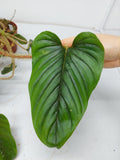 Philodendron Serpens