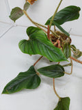 Philodendron Serpens