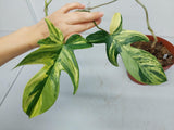 Philodendron Florida Beauty