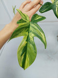 Philodendron Florida Beauty