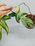 Philodendron Florida Beauty