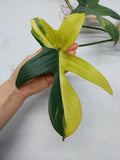 Philodendron Florida Beauty