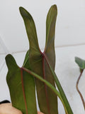 Philodendron Spiritus Sancti