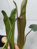 Philodendron Spiritus Sancti