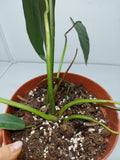 Philodendron Spiritus Sancti