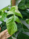 Epipremnum Pinnatum Variegata Adult