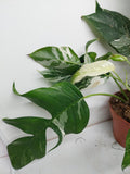 Epipremnum Pinnatum Variegata Adult