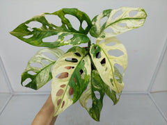 Monstera Adansonii Variegata