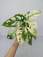 Monstera Adansonii Variegata