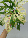 Monstera Adansonii Variegata