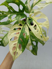 Monstera Adansonii Variegata