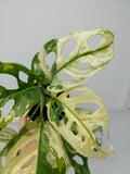 Monstera Adansonii Variegata