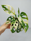 Monstera Adansonii Variegata