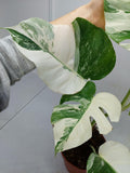 Monstera Variegata (zum aussuchen)