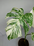 Monstera Variegata (zum aussuchen)