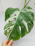 Monstera Variegata (zum aussuchen)