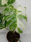 Monstera Variegata (zum aussuchen)