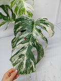 Monstera Variegata (zum aussuchen)