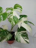 Monstera Variegata (zum aussuchen)