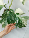 Monstera Variegata (zum aussuchen)