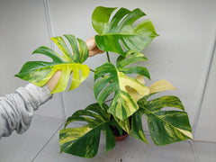 Monstera Aurea Variegata